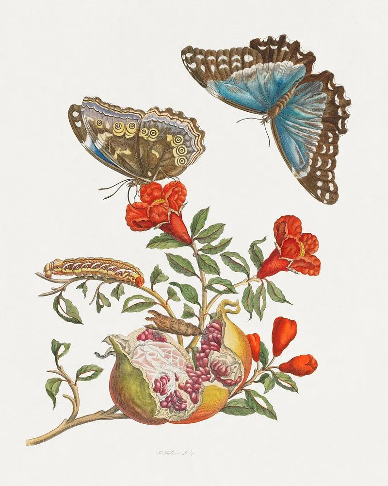 Butterflies and Pomegranate — Botanical Print. poster detail