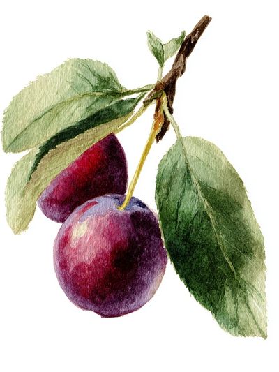 Plum and Leaves — Watercolor Print. poster