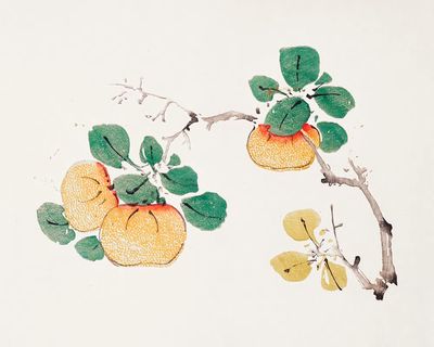 Citrus Fruits and Leaves — Botanical Print. poster print