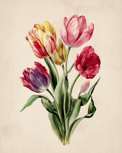 Colorful Tulip Bouquet — Botanical Print. poster