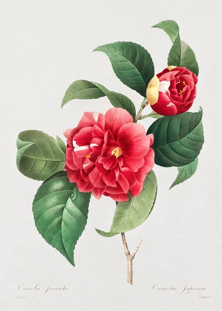 Camellia Japonica — Botanical Print. poster — botanical art