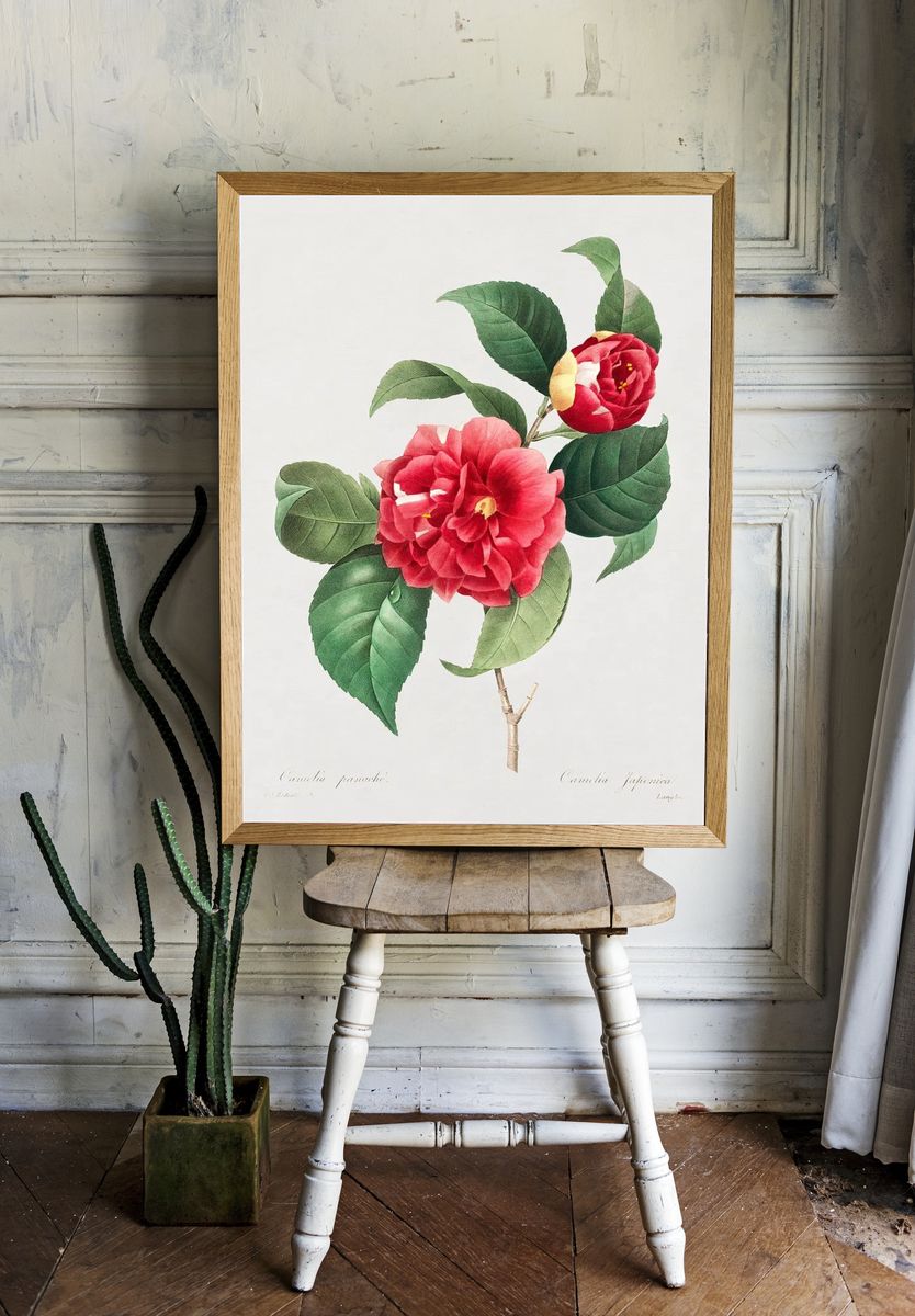 Camellia Japonica — Botanical Print room preview