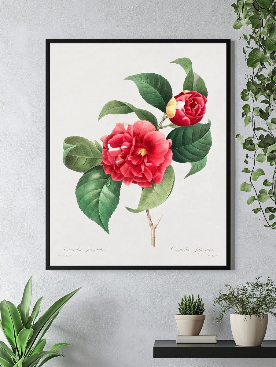 Camellia Japonica — Botanical Print. — room view 4