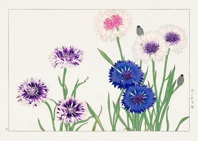 Colorful Flowers — Botanical Print. poster print