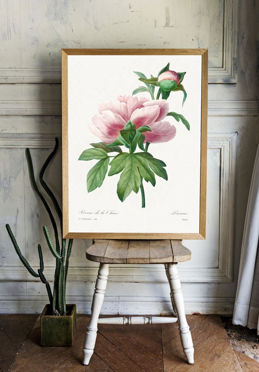 Peony Flower Botanical Print. — room view 1