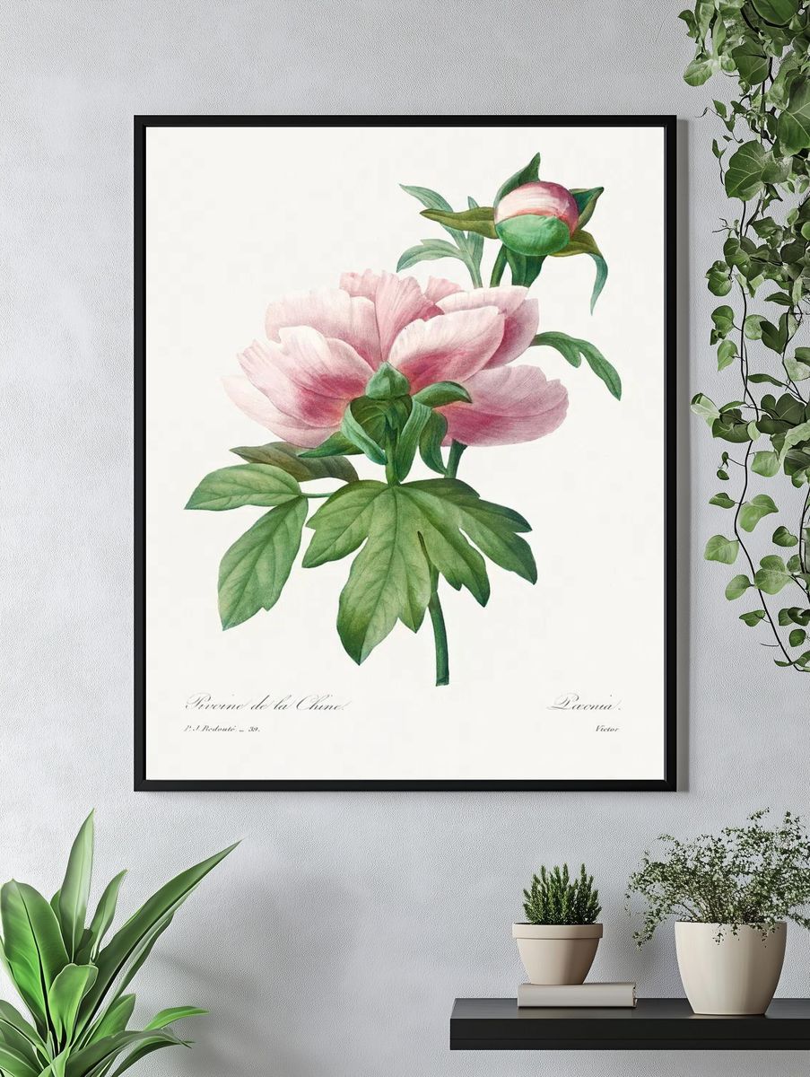 Peony Flower Botanical Print. — room view 4
