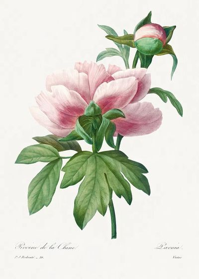 Peony Flower Botanical Print. poster