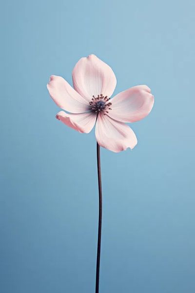 Pink Flower — Botanical Print. poster print