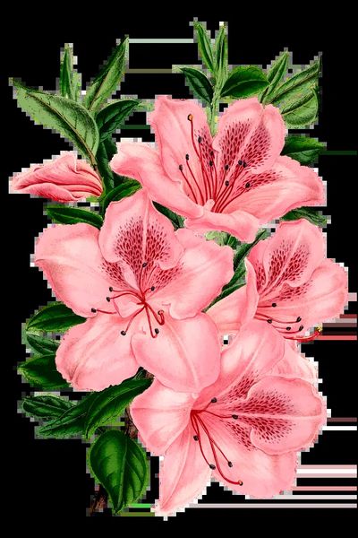 Pink Azalea Flowers — Botanical Print. poster print