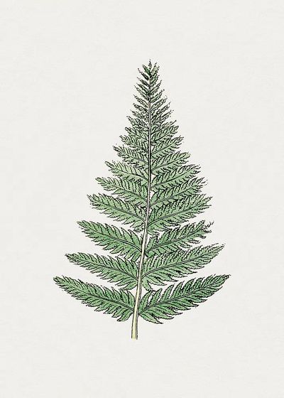 Fern Leaf Botanical Print. poster print