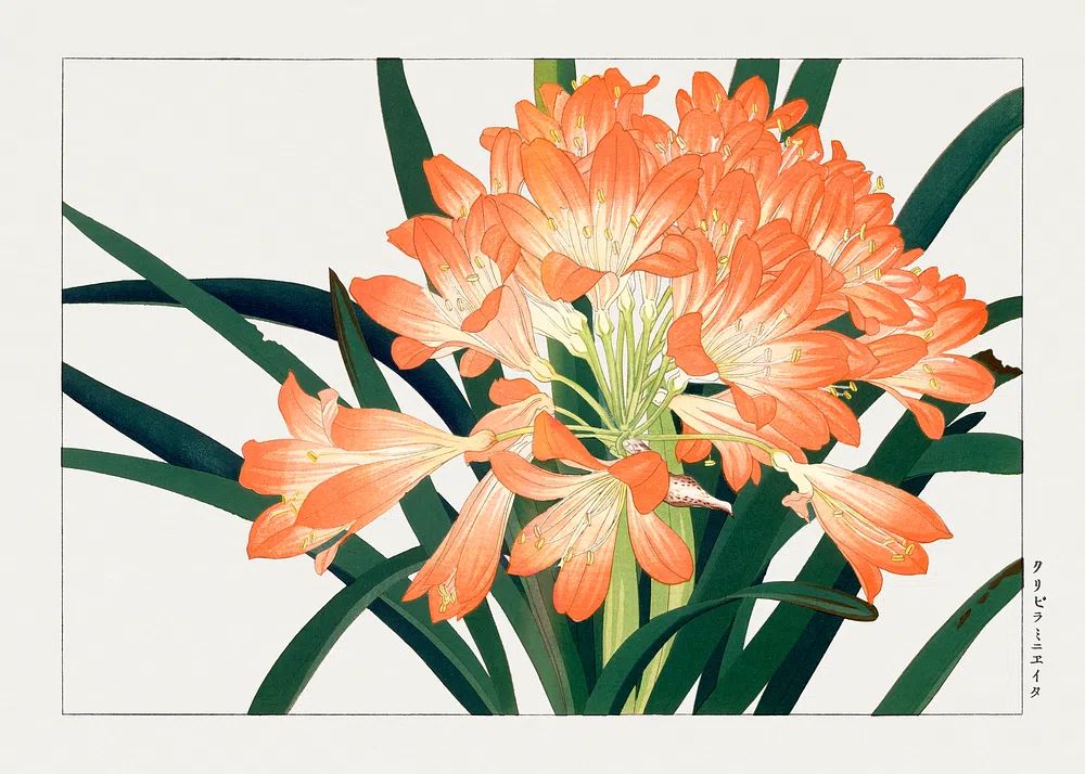 Clivia Miniata — Botanical Print. poster — botanical art