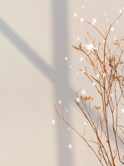 Dried Flowers with Sparkles — Botanical Print. poster print