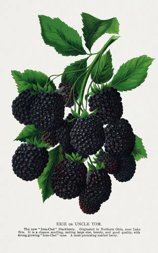 Blackberry Botanical Print. poster detail