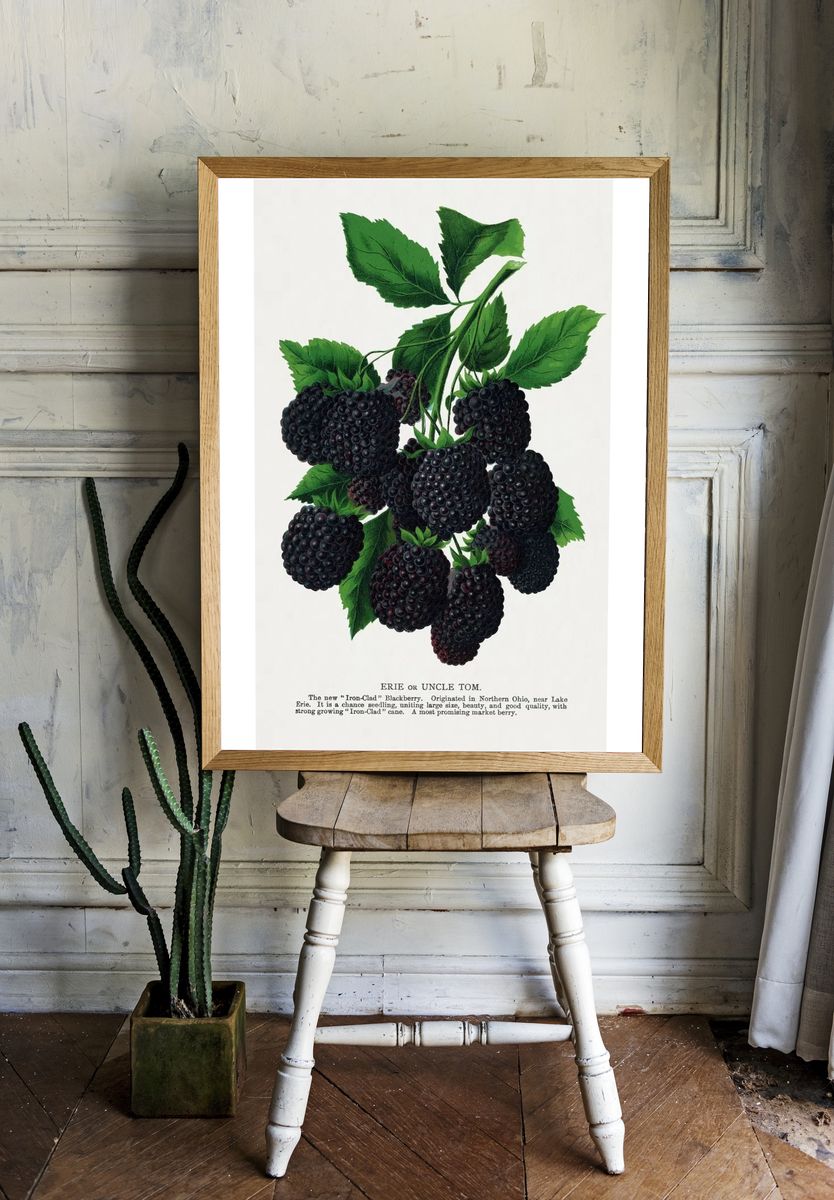 Blackberry Botanical Print. — room view 1