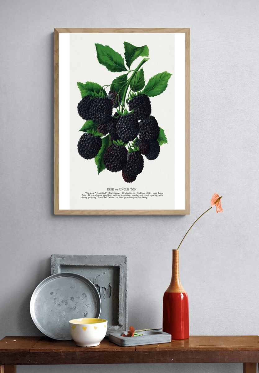 Blackberry Botanical Print. — room view 3