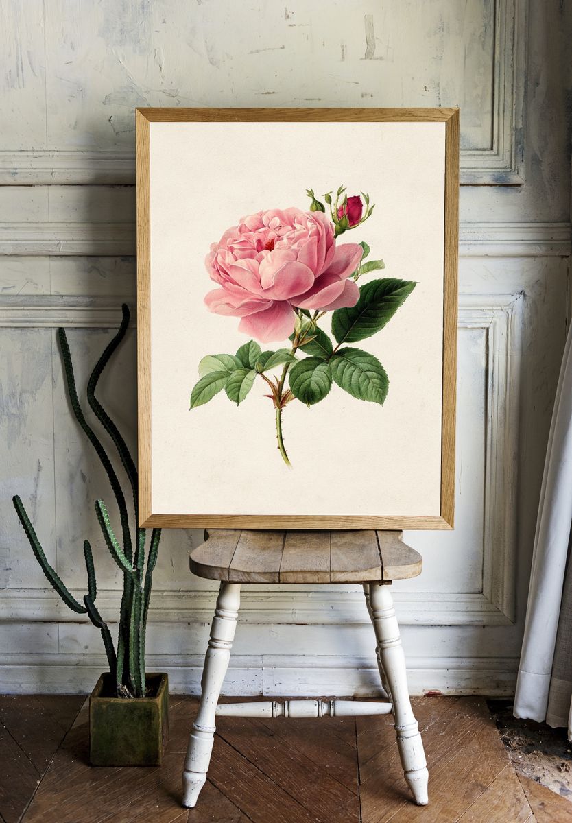 Pink Rose Botanical Print room preview