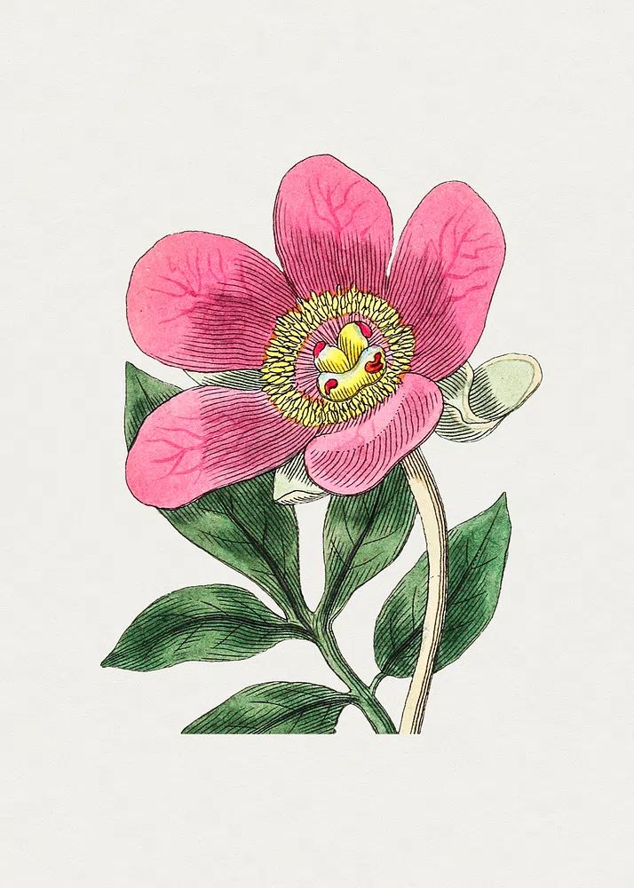 Pink Flower Botanical Print. poster — botanical art