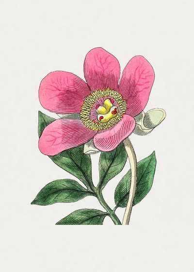 Pink Flower Botanical Print. poster print