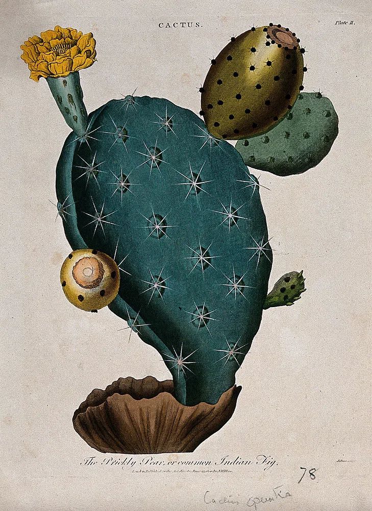 Cactus Botanical Print. poster detail