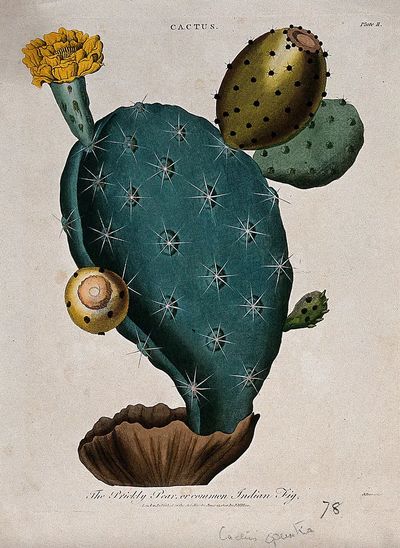 Cactus Botanical Print. poster