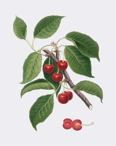 Cherry Branch Botanical Print. poster print