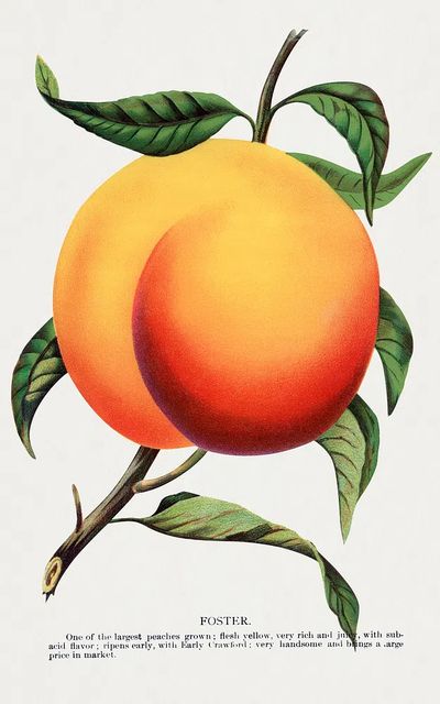 Foster Peach Botanical Print. poster