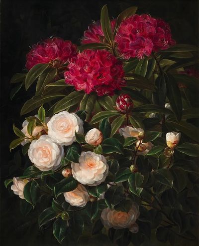 Rhododendron and Camellia — Botanical Print. poster print