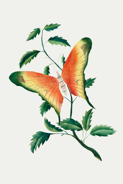 Butterfly and Leaves — Botanical Print. poster print