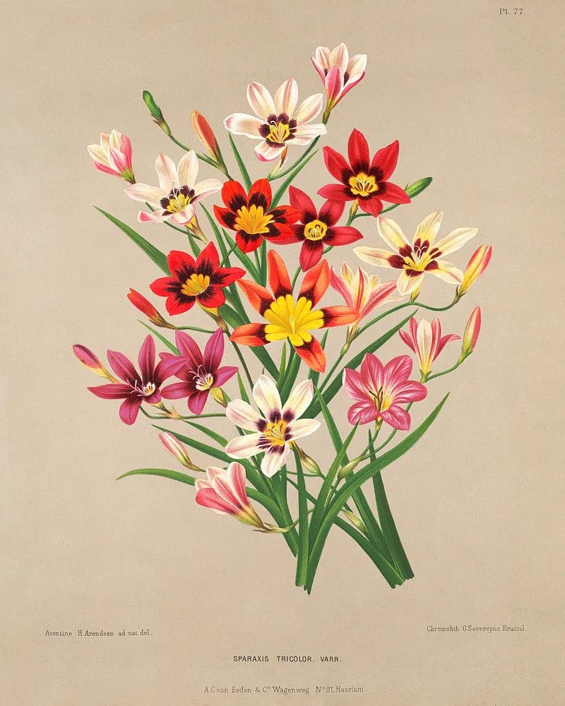 Sparaxis Tricolor — Botanical Print. poster detail