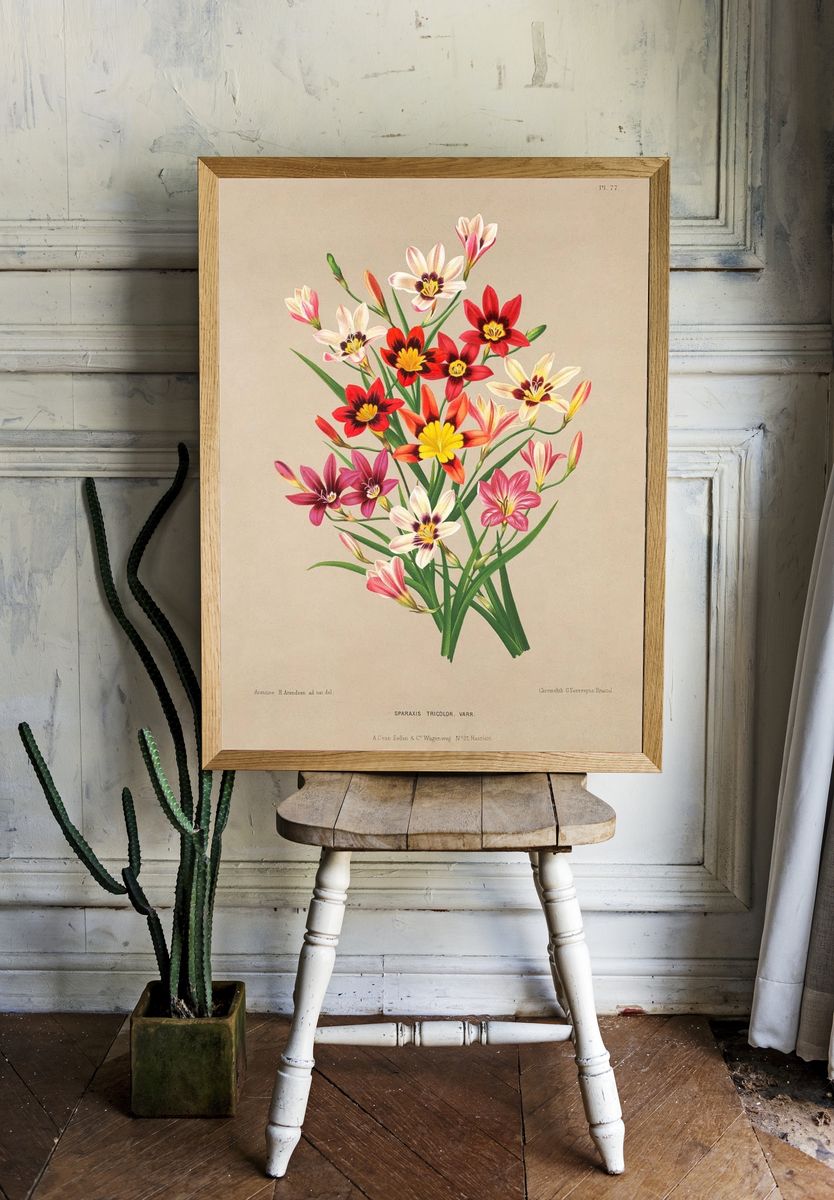 Sparaxis Tricolor — Botanical Print room preview