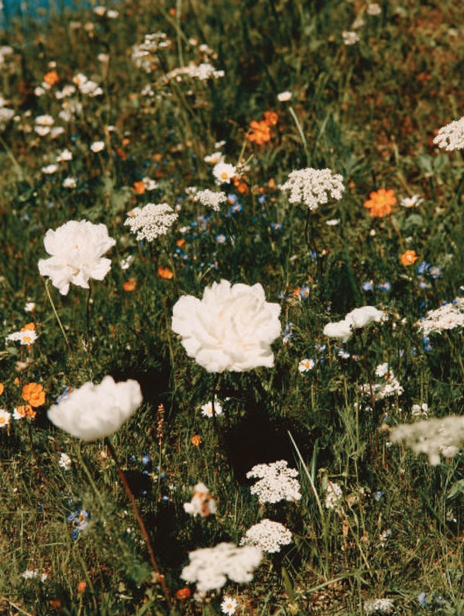 Wildflower Meadow — Botanical Print. poster — botanical art