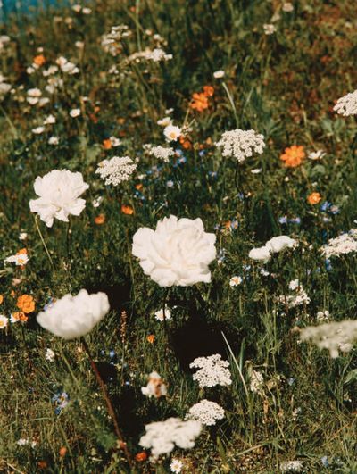 Wildflower Meadow — Botanical Print. poster