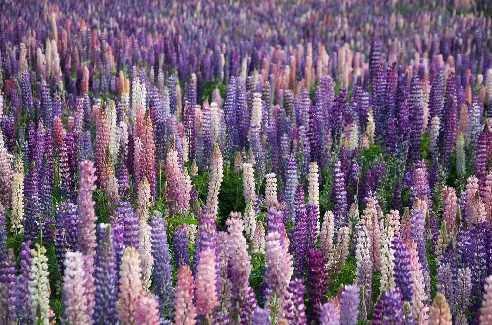 Lupine Field — Botanical Print. poster — botanical art