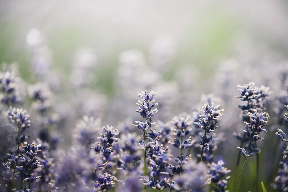Lavender Field — Botanical Print. poster — botanical art