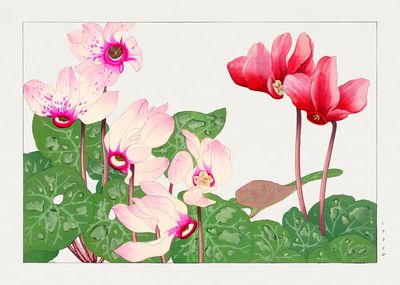 Cyclamen Flowers — Botanical Print. poster print