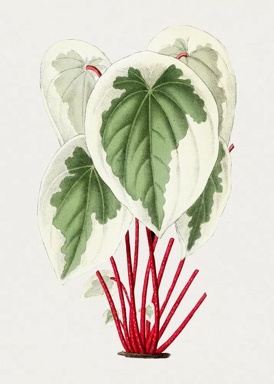 Tropical Leaves Botanical Print. poster