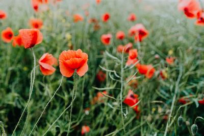 Vibrant Poppy Field — Botanical Print. poster