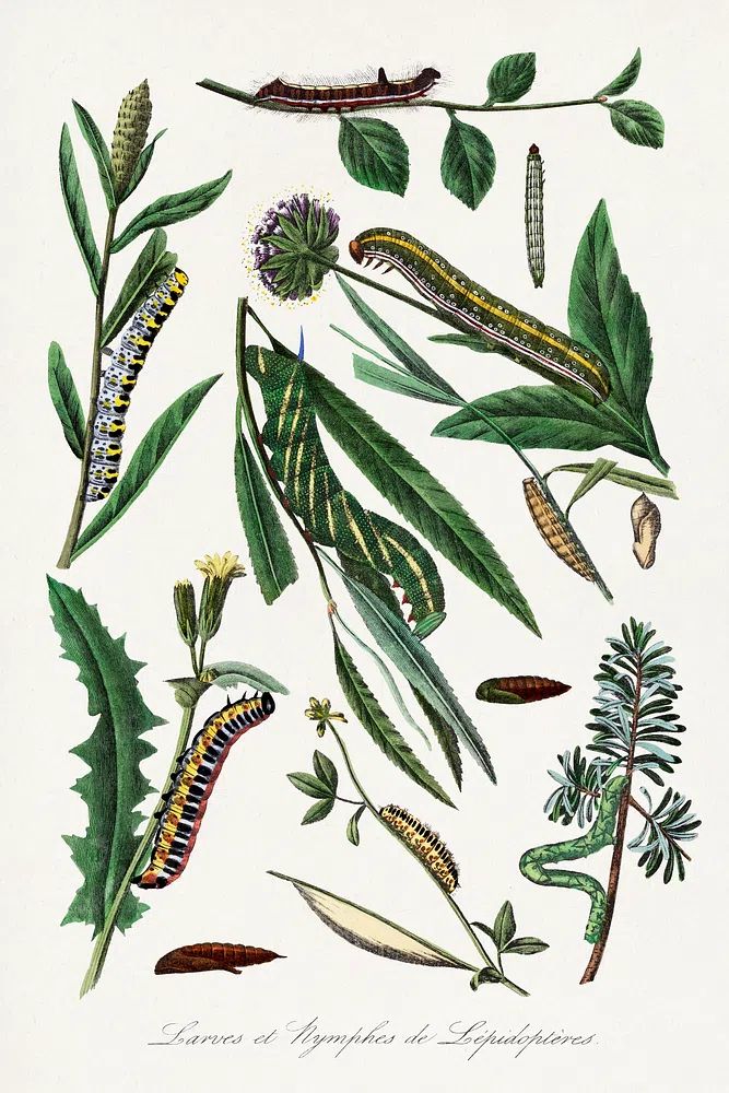 Caterpillars and Leaves — Botanical Print. poster — botanical art