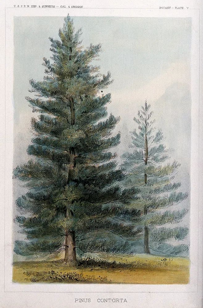 Pinus Contorta Botanical Print. poster — botanical art