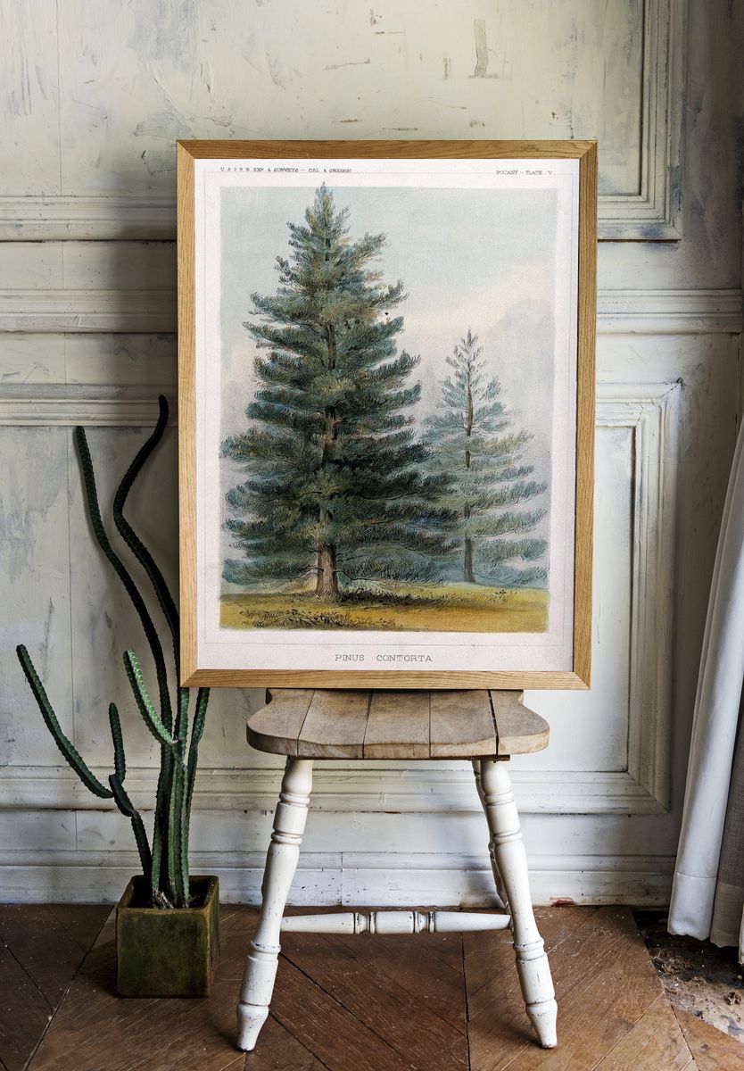 Pinus Contorta Botanical Print. — room view 1