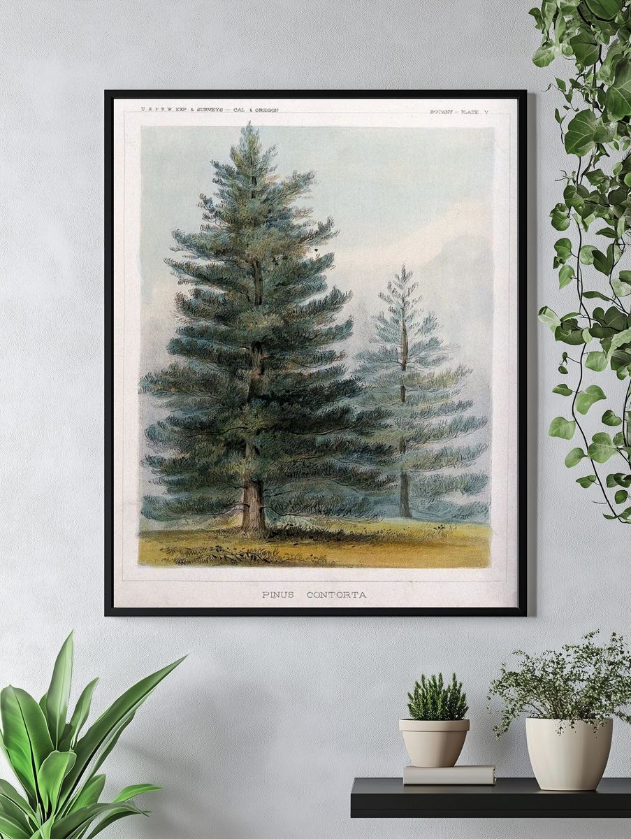 Pinus Contorta Botanical Print. — room view 4