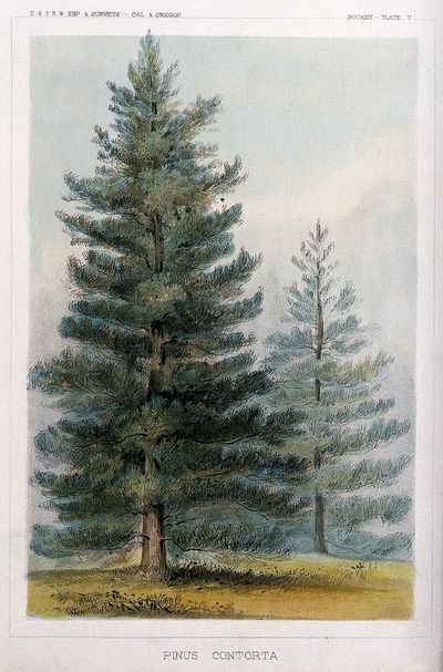 Pinus Contorta Botanical Print. poster print
