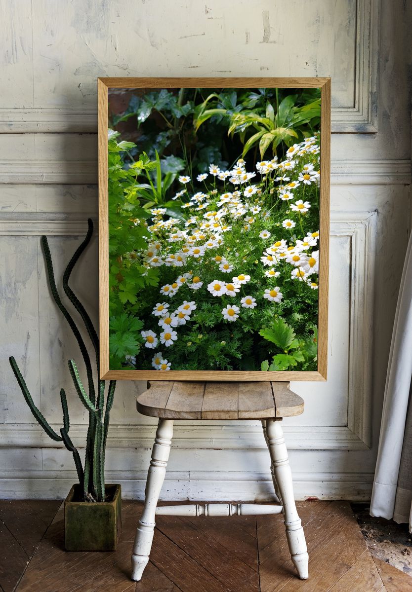 Daisy Garden — Botanical Print. room preview