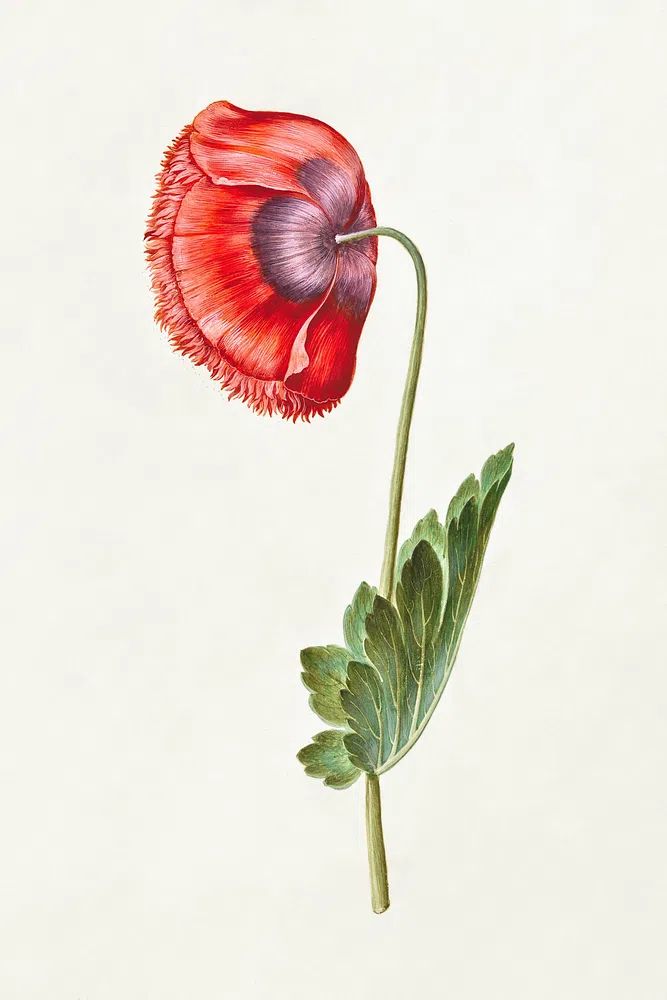 Red Poppy Botanical Print. poster detail