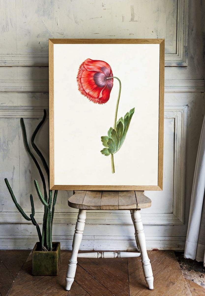 Red Poppy Botanical Print room preview