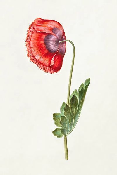 Red Poppy Botanical Print. poster print