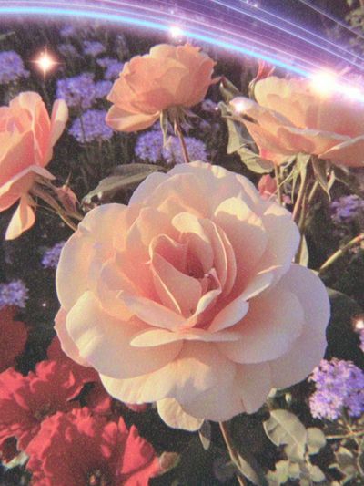 Pink Roses in Bloom — Botanical Print. poster print