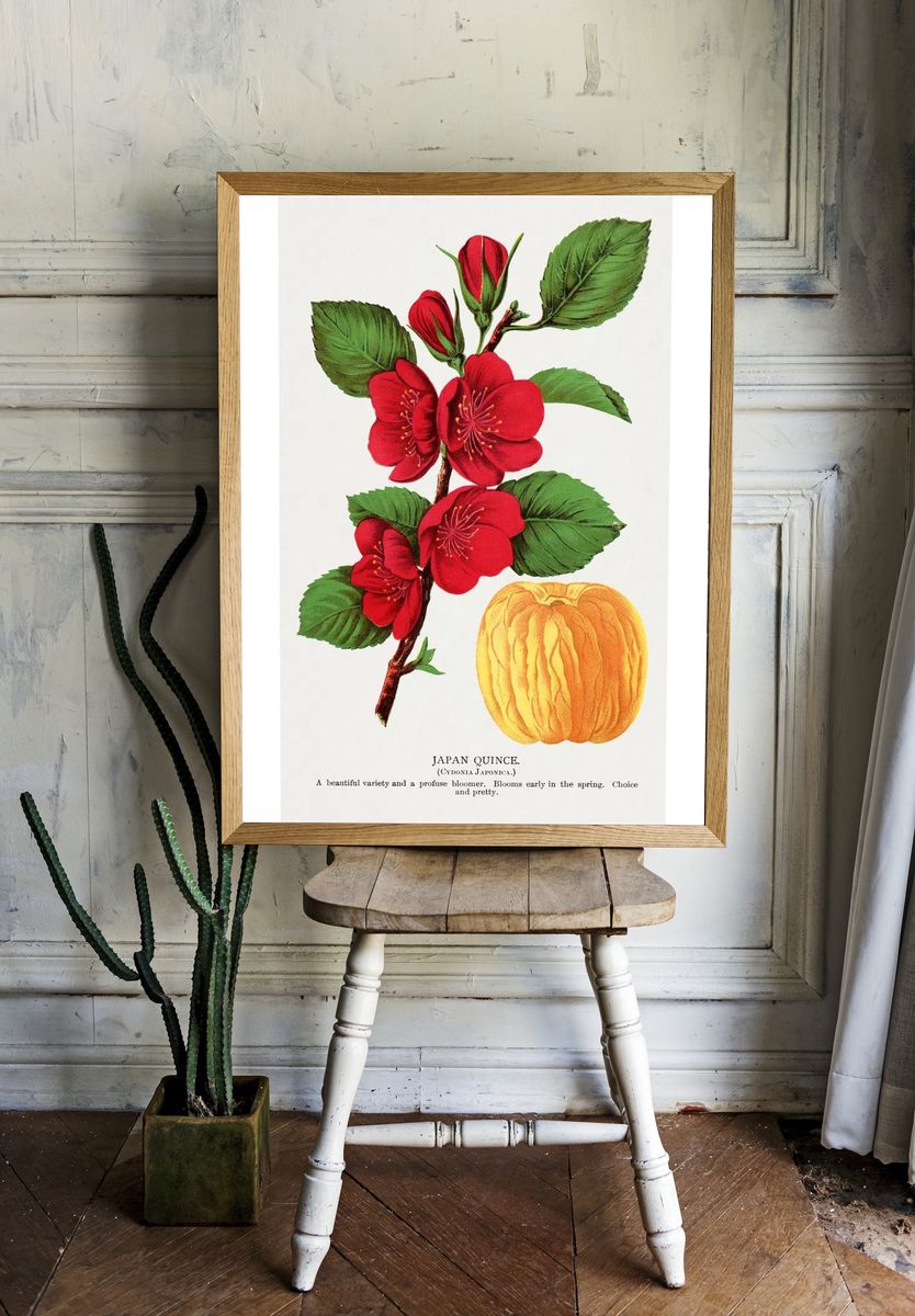 Japan Quince Botanical Print room preview