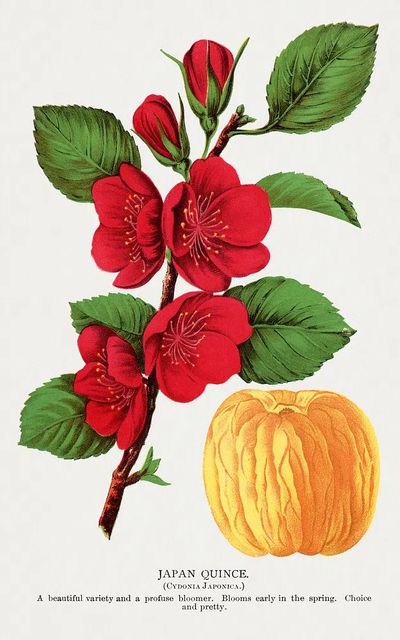 Japan Quince Botanical Print. poster