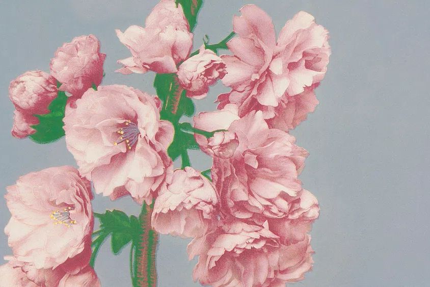Pink Peony Floral Print. poster — botanical art